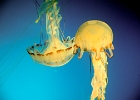 LB aquarium jellyfish